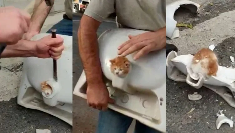 Yavru kedi kafasını öyle bir yere sıkıştırdı ki: İşçiler kurtarmak için seferber oldu!