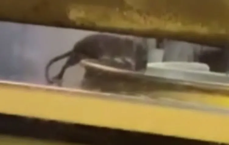 İstanbul’daki ünlü börekçide iğrenç görüntü: Ayyy fare diyerek kaydetti!