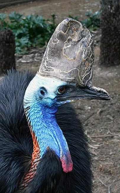 dunyanin en tehlikeli kusu cassowary son dakika haberler