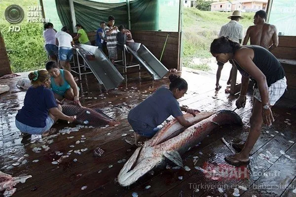 Dünyanın en büyük balığı Arapayma! Yılda sadece bir kez böyle yakalanıyor