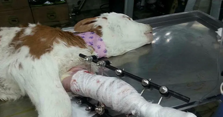 Bacağı kırılan buzağıya platin takıldı