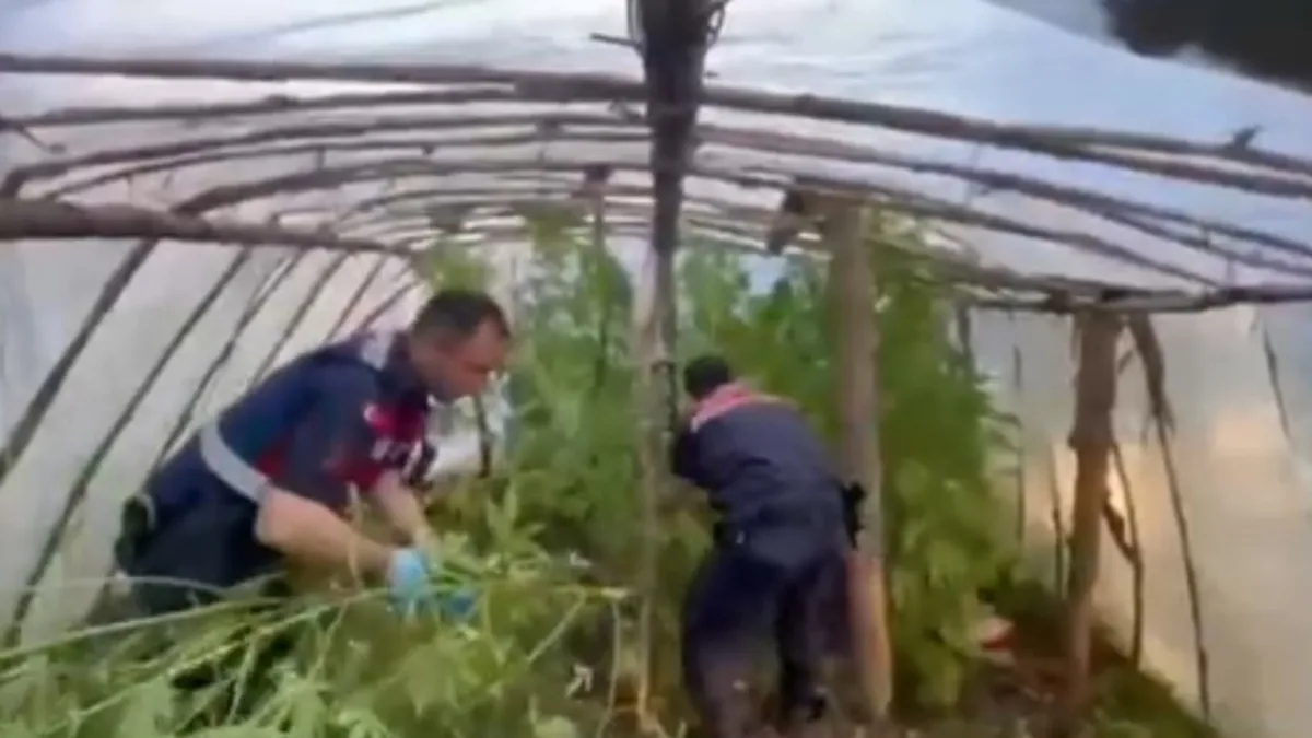 Serayı uyuşturucu tarlasına çevirmiş: 11 kilogram skunk ve 105 kök skunk bitkisi! Serayı uyuşturucu tarlasına çevirmiş: 11 kilogram skunk ve 105 kök skunk bitkisi!