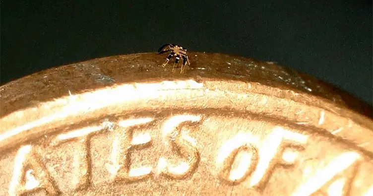 Uzaktan kumandalı en küçük robot