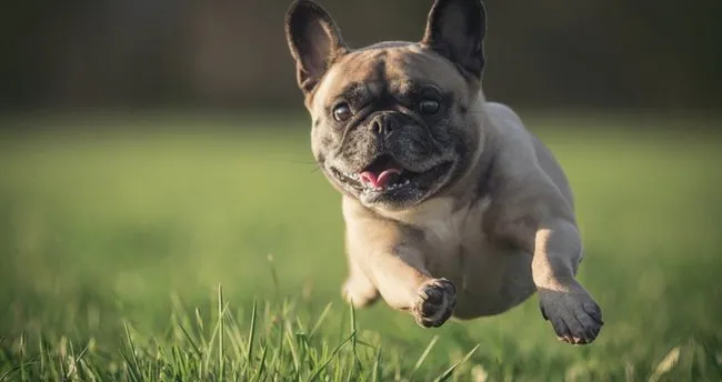 Pug Köpek Özellikleri ve Bakımı - Pug Cinsi Köpek Nasıl Beslenir ve Bakımı Zor Mu?