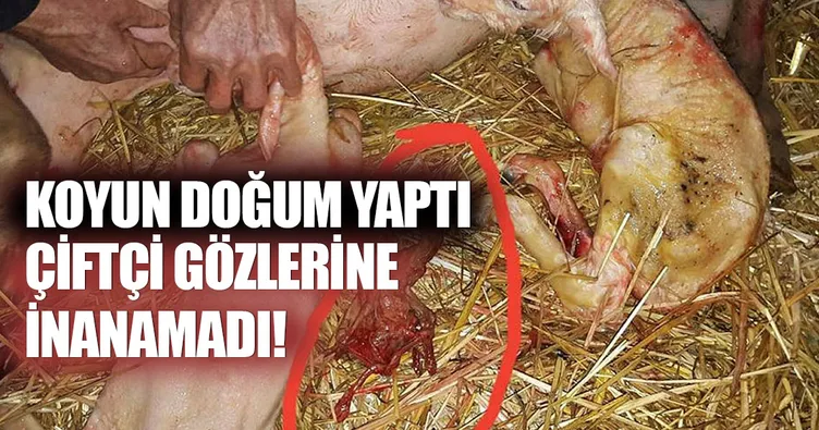 Koyunun cansız doğurduğu şey şoke etti