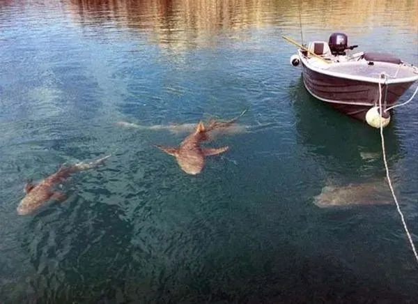 Vahşi doğada inanılmaz karşılaşma!