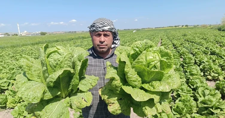GAP marulu çiftçinin yüzünü güldürdü