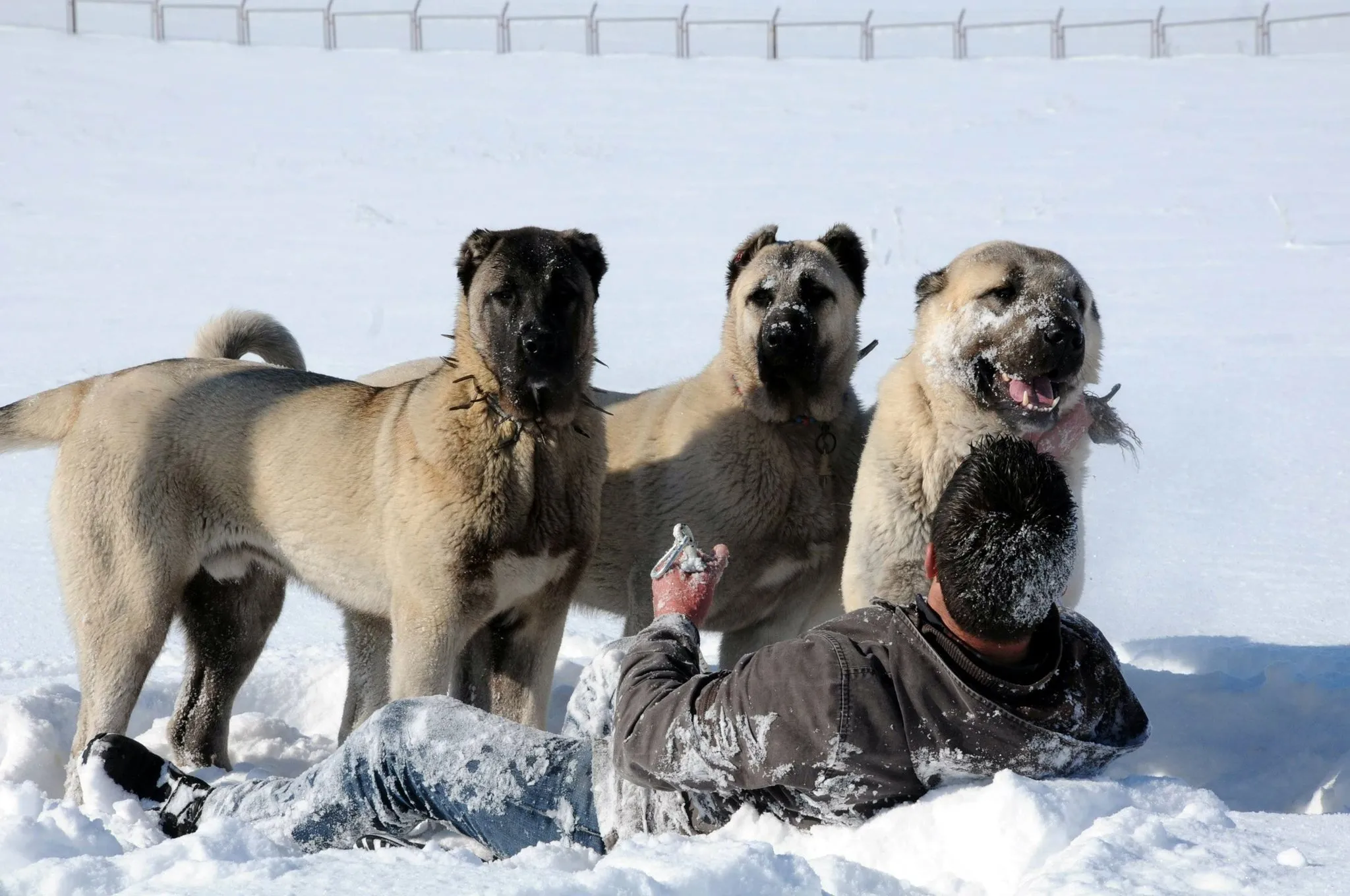 Kangal: The History and Origins of the Turkish Dog - YouTube