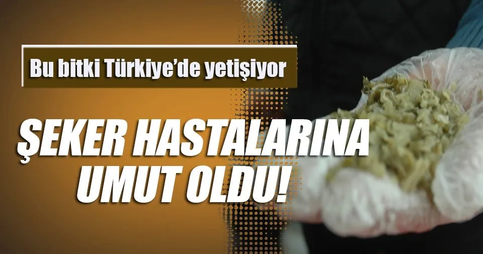 Bu Bitki Seker Hastalarina Umut Oldu Saglik Haberleri