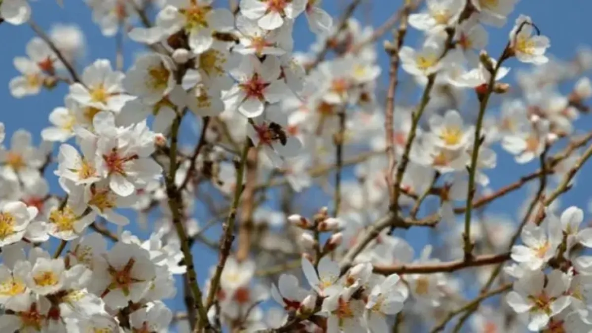 Nevruz ne zaman? 2026 Nevruz Bayramı tarihi ve kutlama gelenekleri