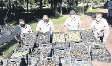 Dokuma’da zeytin hasadı