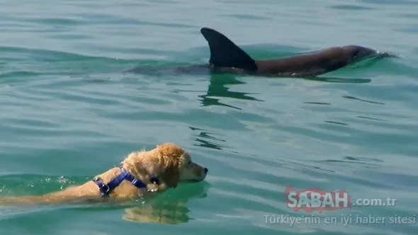 Her gece evden kaçıyordu! KöpeÄini takip eden sahibi gözlerine inanamadı...