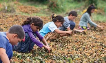 2018 yılı Çocuk işçiliği ile mücadele yılı ilan edildi