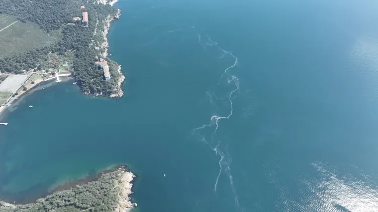 İstanbul’da endişelendiren görüntü: Marmara Denizi’nde ortaya çıktılar!
