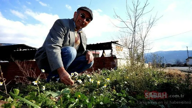 Sarıgöl’de baharın habercisi papatyalar kış ayında çiçek açtı