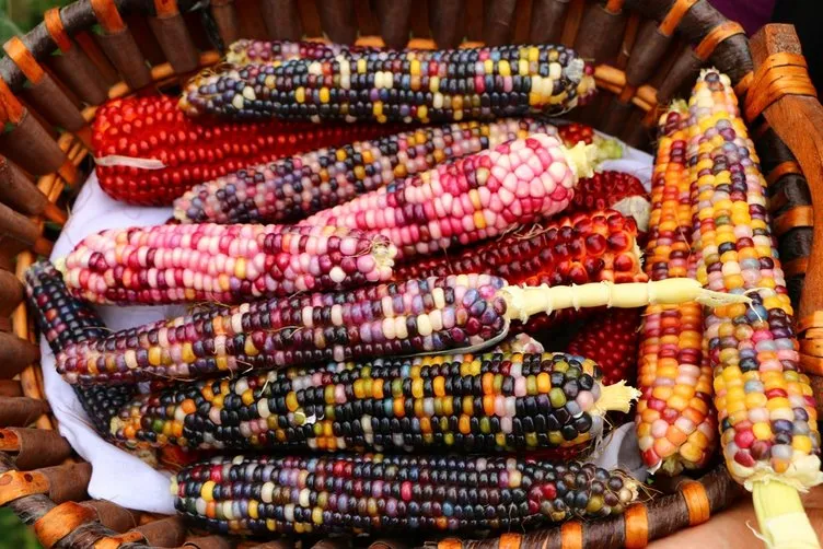 ABD’den getirdiği tohumlarla rengarenk mısır üretti