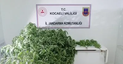 Jandama devriyede fark etti: 4 kök kenevir bitkisi ele geçirildi