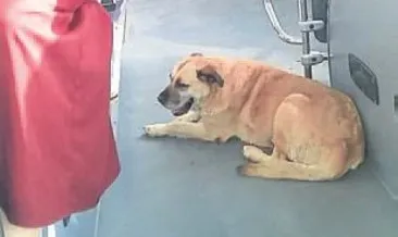 Sevimli misafirin yolculuğu