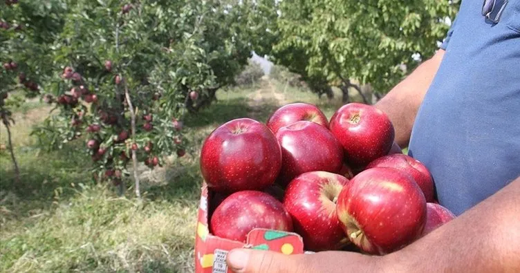 Konya’dan Asya ülkelerine elma ihracatı