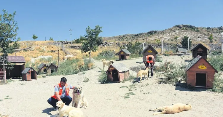 Sokak köpeklerinin 5 yıldızlı oteli