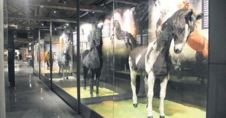 Dünyada tek savaş atları müzesi Sivas’ta açılıyor