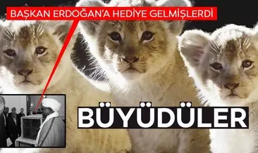 Cumhurbaşkanı Erdoğan’ın aslanlarına yoğun ilgi! Hediye edilen yavru aslanlar büyüdü