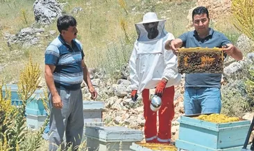 Orman köylüsüne 50 milyon lira gelir