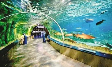 Visit magical underwater world in Turkey’s popular aquariums