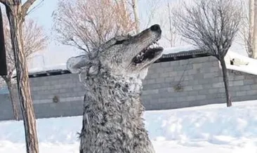 Şehre inen aç kurt soğuktan dondu