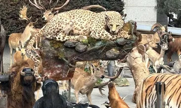 Yaban hayatı katiline gözaltı