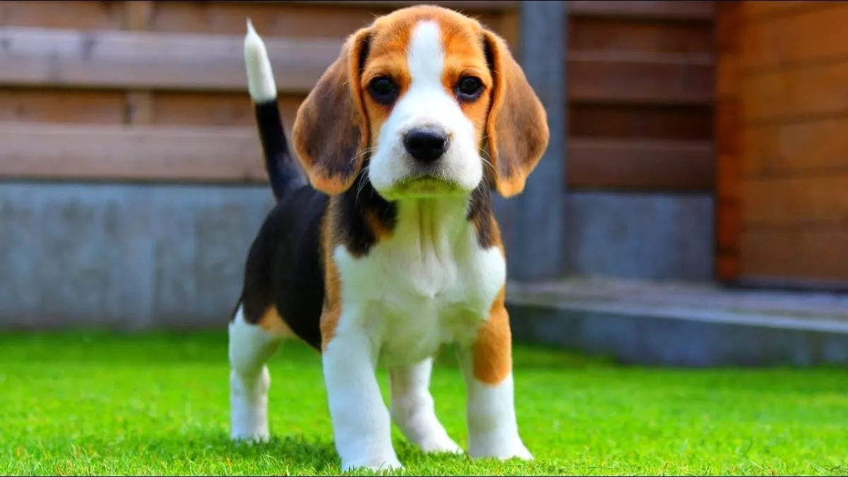 En Güzel Köpek İsimleri 2021 Popüler Dişi ve Erkek Köpek İsimleri