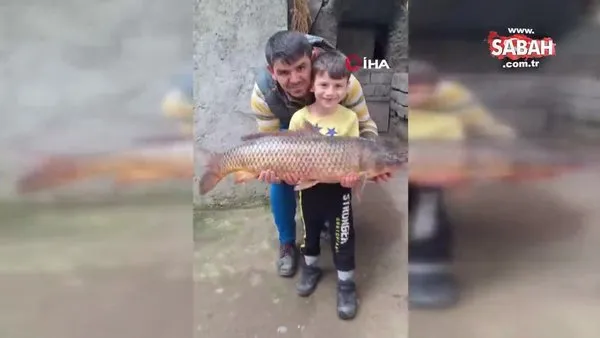 İznik Gölü'nde 25 kiloluk sarı balık yakalandı | Video