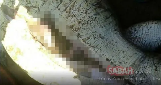 Zimbabve'de korkunç olay! Timsahın karnından...