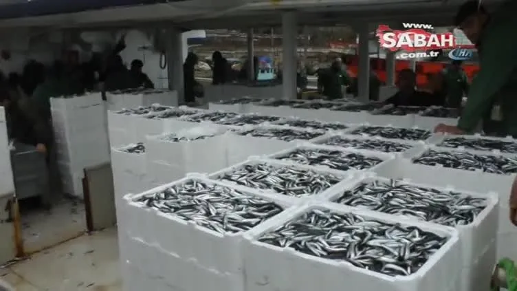 Karadeniz'den hamsi fışkırıyor