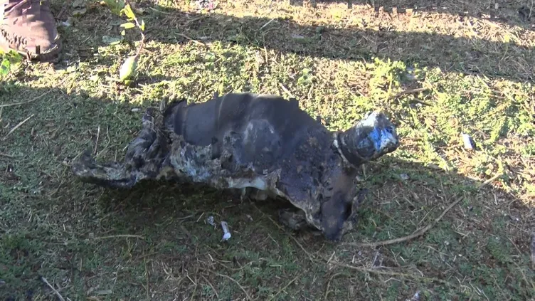 Antalya’da yangın paniği: Kontağı çevirdi kamyoneti kül oldu!