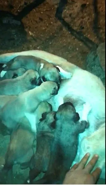 Sivas’ta kahreden vahşet!  8 yavrusu olan köpek öldürüldü!