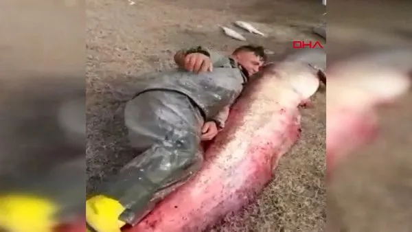 Adana Seyhan Baraj Gölü'nde insan boyundan büyük dev 'yayın balığı' yakaladılar | Video