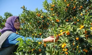 Kamkat Nasıl Çoğaltılır? Dalından ve Kökünden Kamkat Çiçeği Çoğaltma Ne Zaman ve Nasıl Yapılır?