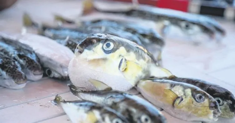 Balon balığı yedi, öldü