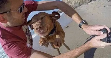 Zamanlaması harika fotoğraflar