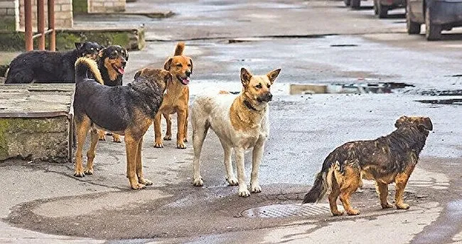 Çeteleşen köpeklere önlem alınacak