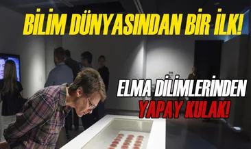 Elma dilimlerinden yapay kulak yaptılar!