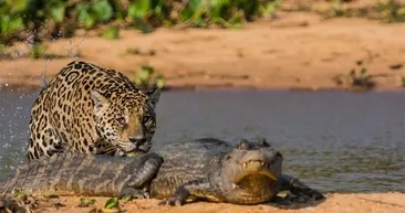 Vahşi doğadan çarpıcı kareler!
