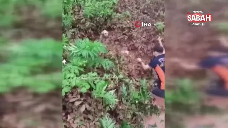 56 köpeğin telef olduğu o barınakta mahsur kalan köpekler böyle kurtarıldı | Video