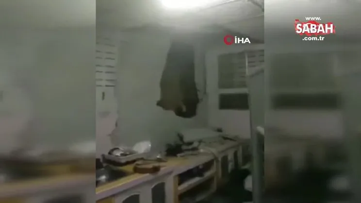 Tayland’da karnı acıkan fil, 1 ay sonra ikinci kez aynı evin mutfak duvarını kırdı | Video