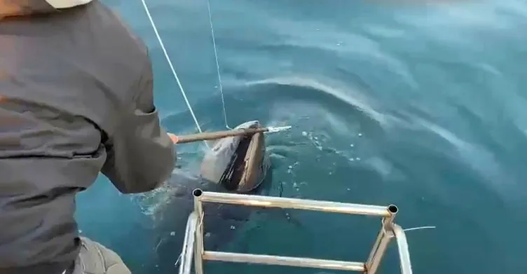 Antalya'da oltaya gelen balığı görünce gözlerine inanamadılar! Tekneyi tam bir 1 saat sürükledi