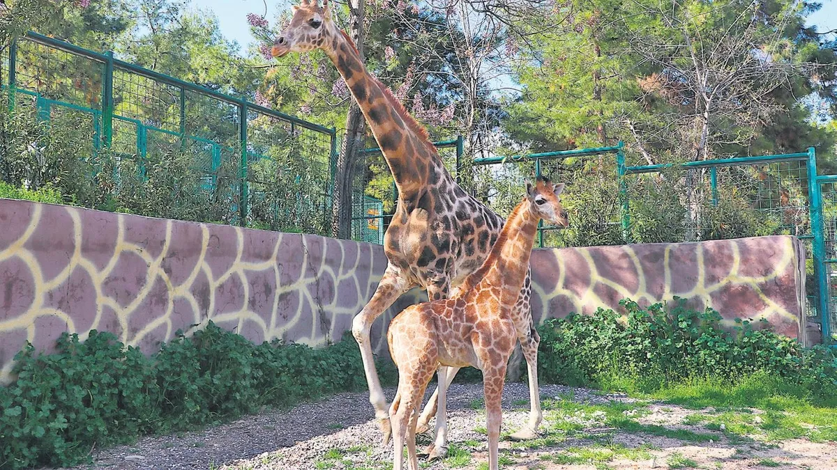 Türkiye’nin ilk zürafa yavrusu