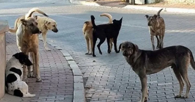 Uzmanlardan sokak köpeklerine karşı uyarı!