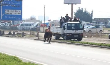 Boğa, çevre yolunda trafiği durdurdu #tekirdag