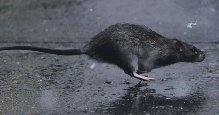 Polonya’yı basan farelere savaş açıldı